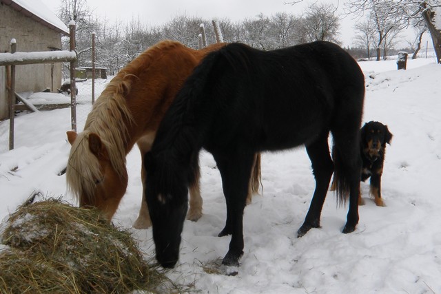 koně zima 2010 (2)web