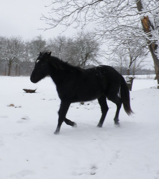 koně zima 2010 (5)web