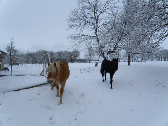 koně zima 2010web