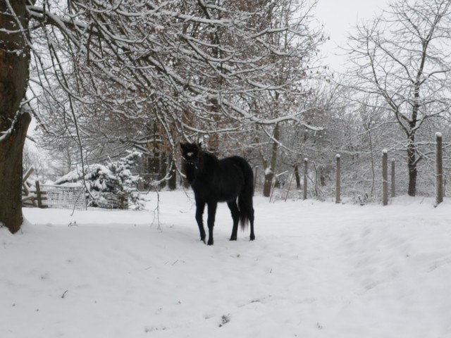 koně zima 2010 (4)web